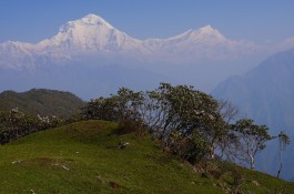 Mount Dhaulagiri - Khopra Trek